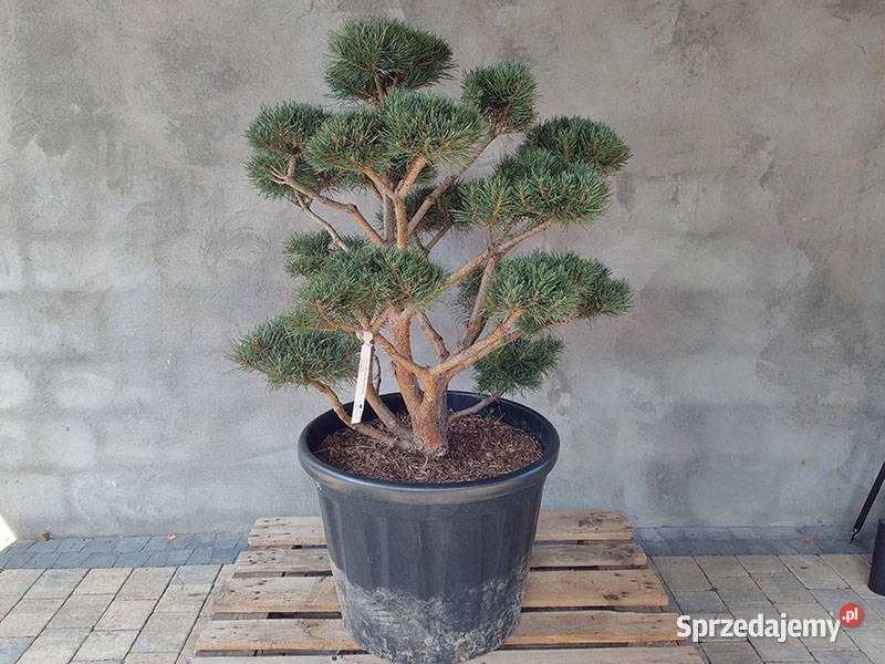 Sosna pospolita formowana 094 NIWAKI BONSAI Iglaste Częstochowa
