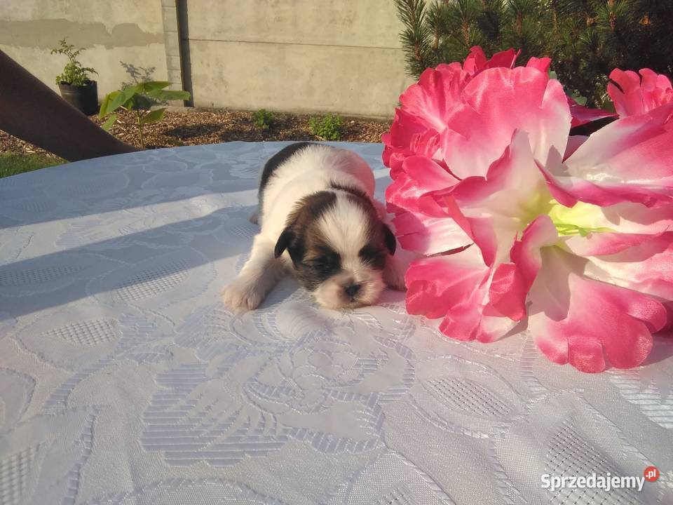 Szczenita Shih Tzu RODOWÓD Myślibórz