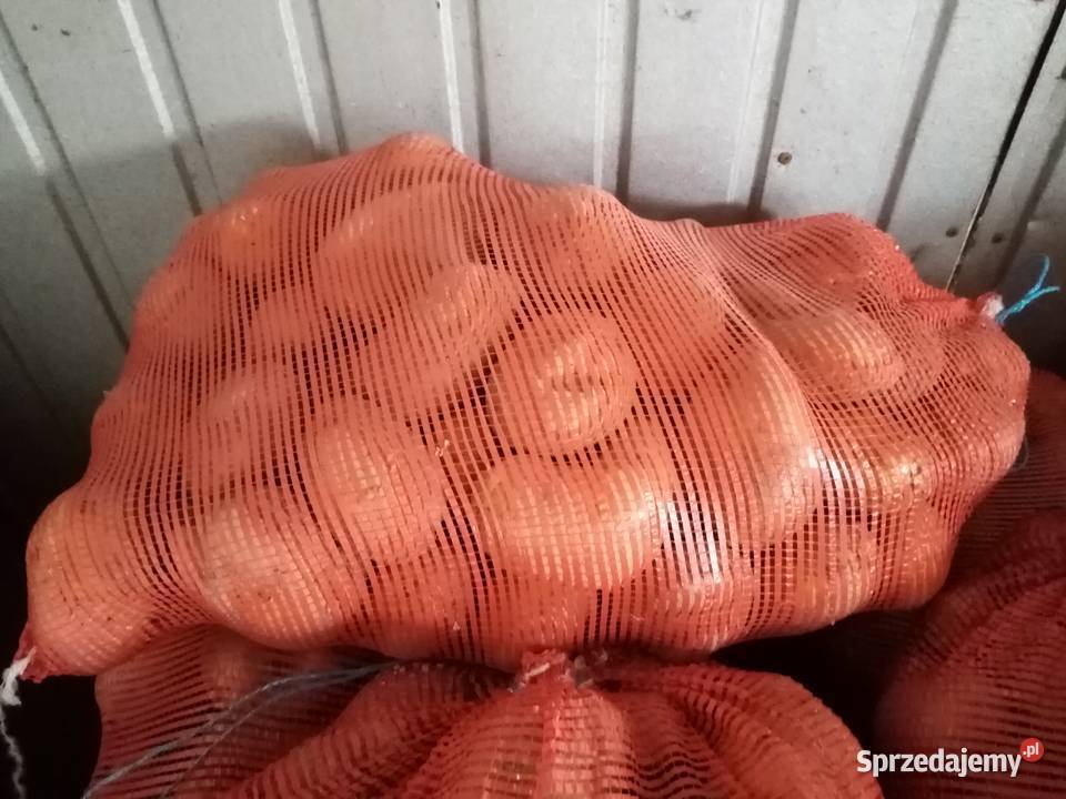 Sprzedam ziemniaki jadalne Jurek Rośliny okopowe Urszulin