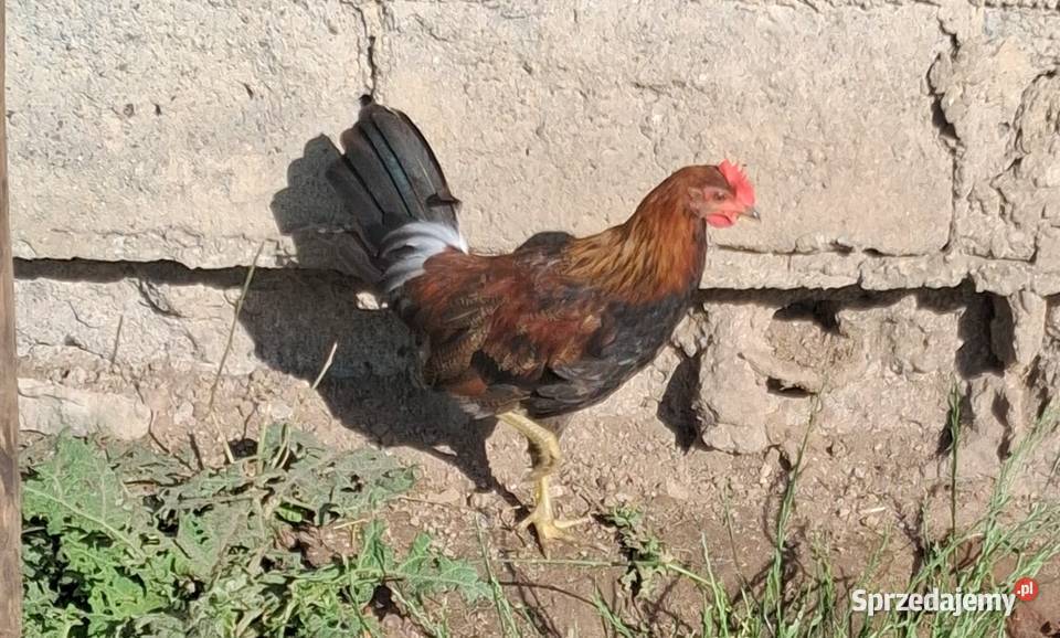 Młode kogutki Zielononóżki Zwierzęta Łopienno