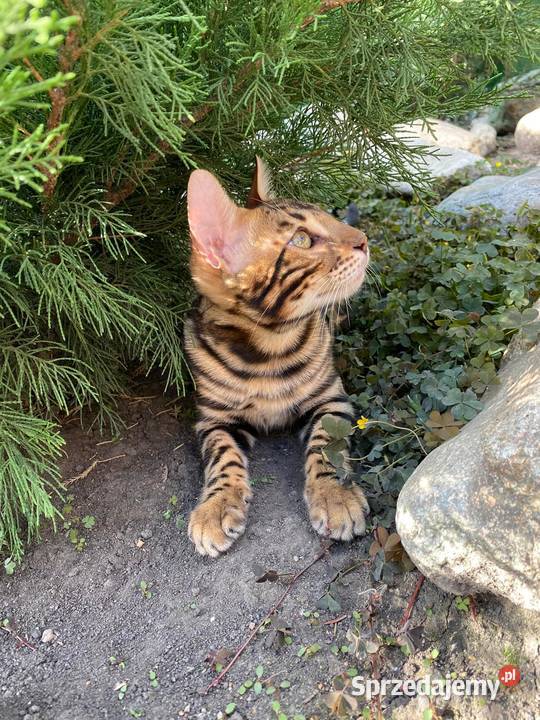 Kocurek Bengalski w opcji Hodowlanej Rodowód Dzierżoniów