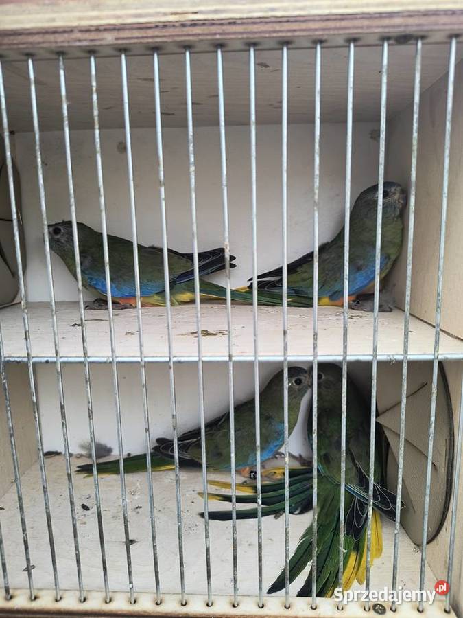 Łąkówka turkusowa Prusim