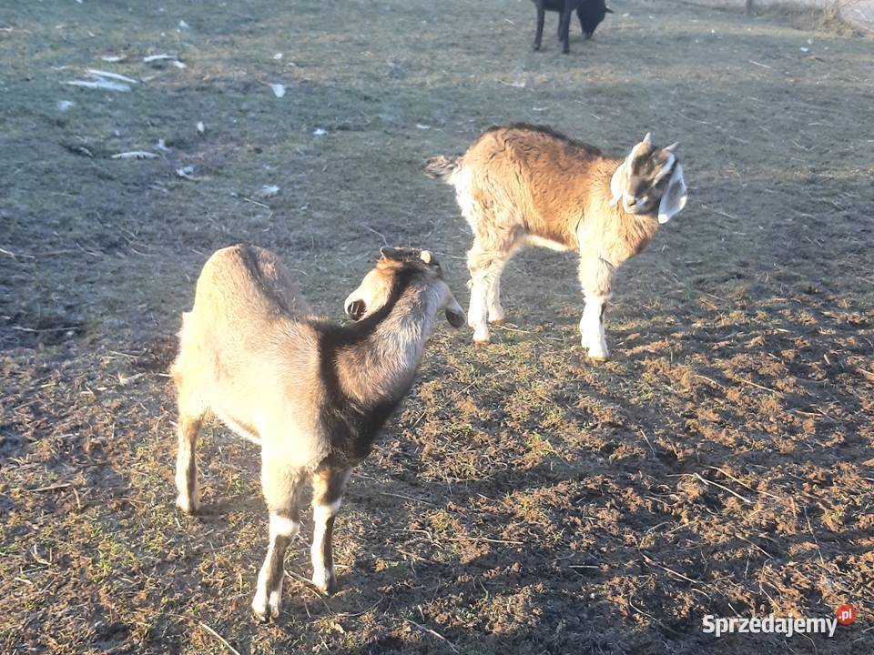 Sprzedam capka Czarna Góra