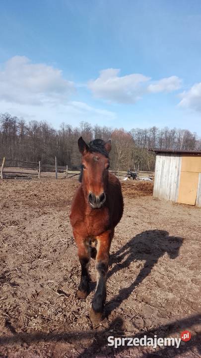 Sprzedam zrebice zimnokwista Gąbin