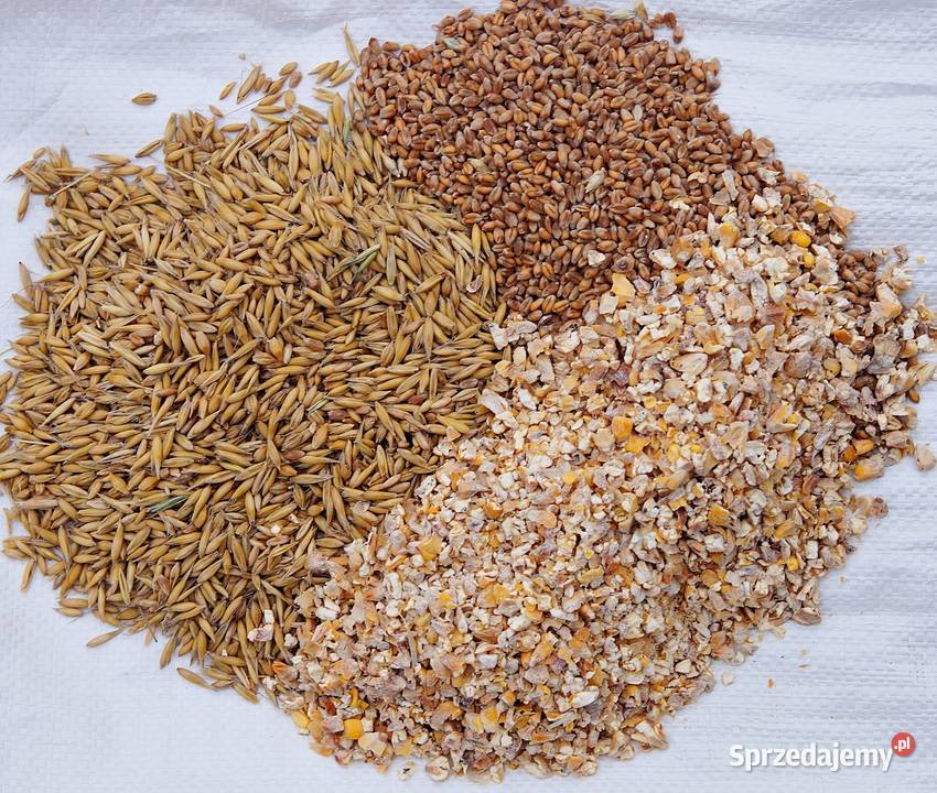 Mieszanka drobiu kaczek innych ptaków 25 Kętrzyn