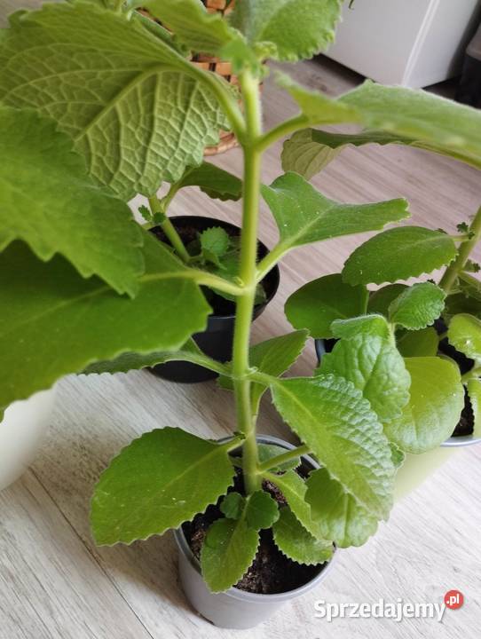 Mięta sadzonki 6 sztuk