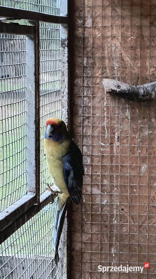 Rozella białolica i samiec słomkowy śląskie Racibórz