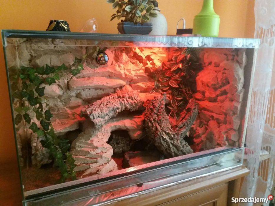 Pyton Krolewski regius profesionalne terrarium Gniezno