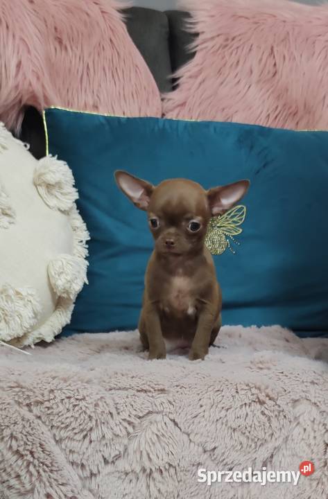 Gotowa Do OdbioruCzekoladowa Laleczka Chihuahua Ciszkowo