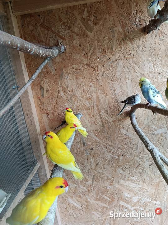 Papugi modrolotki kozy faliste nimfy i inne Jasło