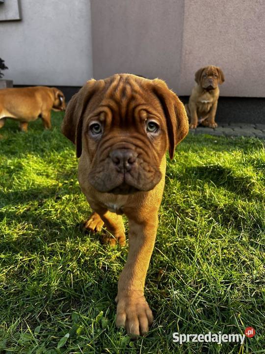 Szczeniaki Dogue de Bordeaux Szydłowiec