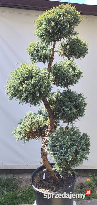 Bonsai Niwaki jałowiec łuskowy Holger Medynia Łańcucka sprzedam