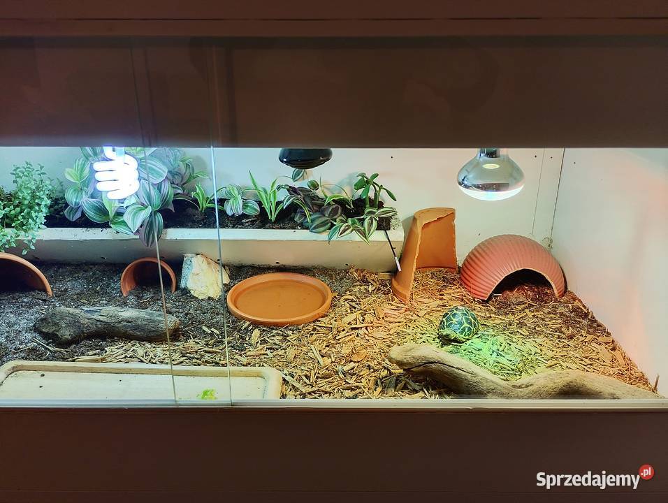 Żółw gwiaździsty lądowy terrarium