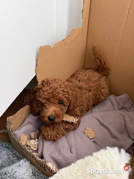 Pudel miniaturowy piesek Pamiątkowo