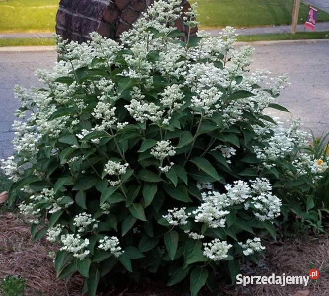 HORTENSJA BUKIETOWA DHARUMA sadzonki w kujawsko-pomorskie Ustronie sprzedam