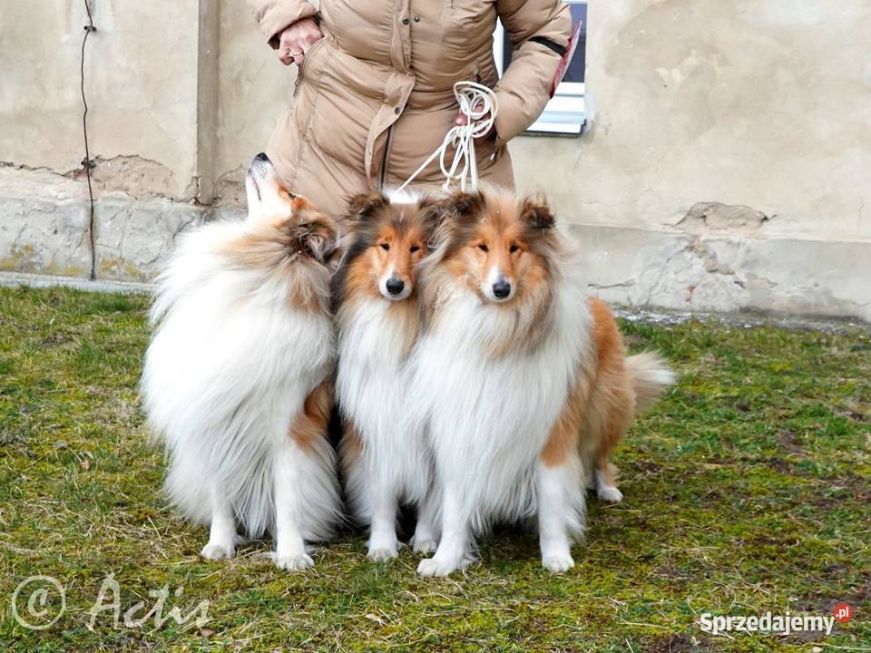 COLLIE Owczarki Szkockie szczeniaki z rodowodem Janów
