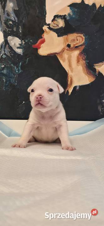Śliczne szczenięta American Bully Pocket zdrowe Gdańsk