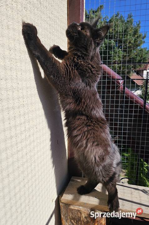 Czekoladowy Maine Coon FPL Gdańsk