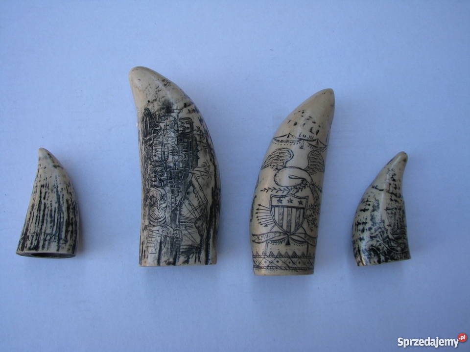 KŁY MORSA TROFEUM RZEŹBIONE 4