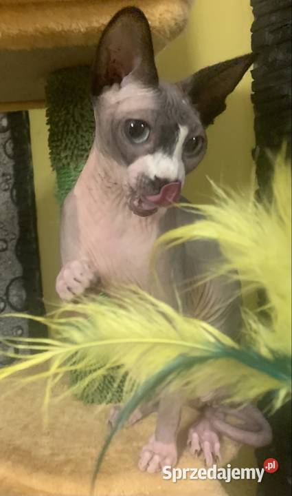 Sfinks Kanadyjski Do odbioru koteczką Rodowód Leszno