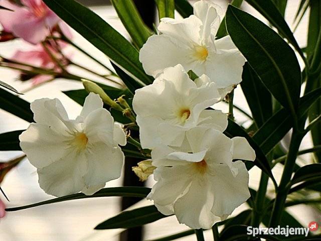 Sadzonki oleander kremowy Brzeźnica