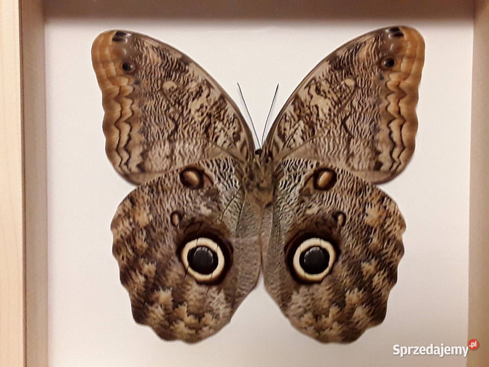 Motyl w ramce 20x18 Caligo memnon XXXL 140 mm Szczecin