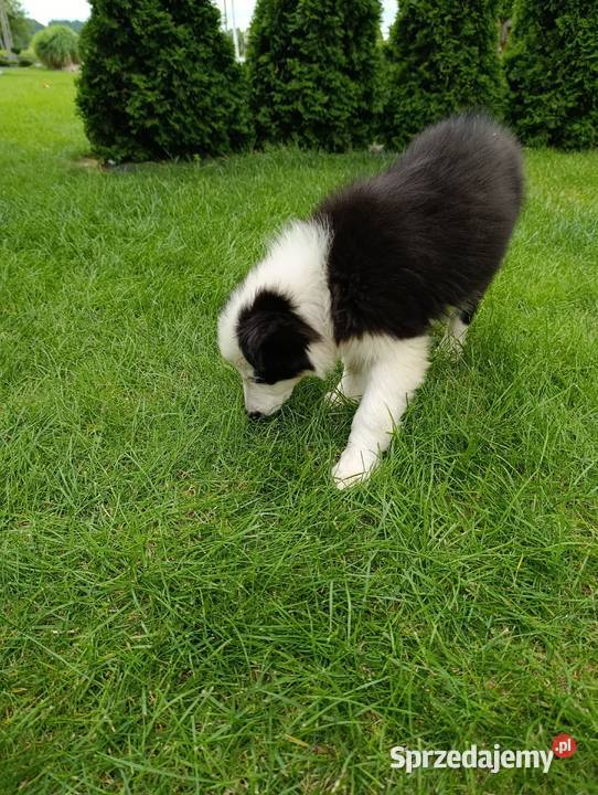 Border Collie SuczkaBadania genetyczne rodziców świętokrzyskie Szczaworyż