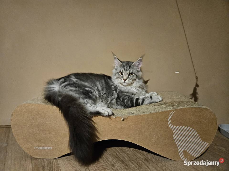 CatsMyLove kociaki Ruda Śląska sprzedam