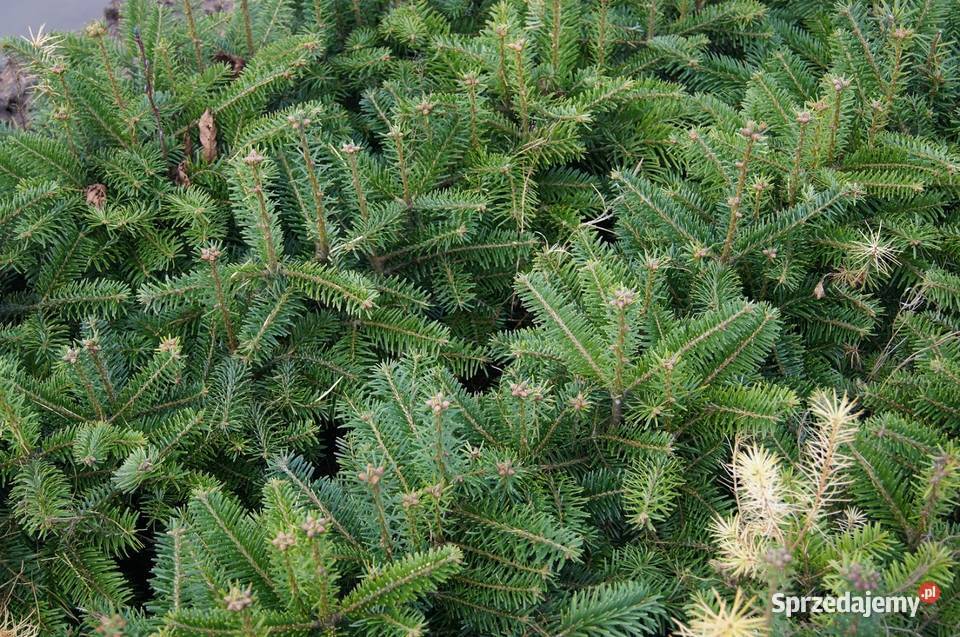 Jodła kaukaska 21 22 Jodła kaukaska jodła na zachodniopomorskie