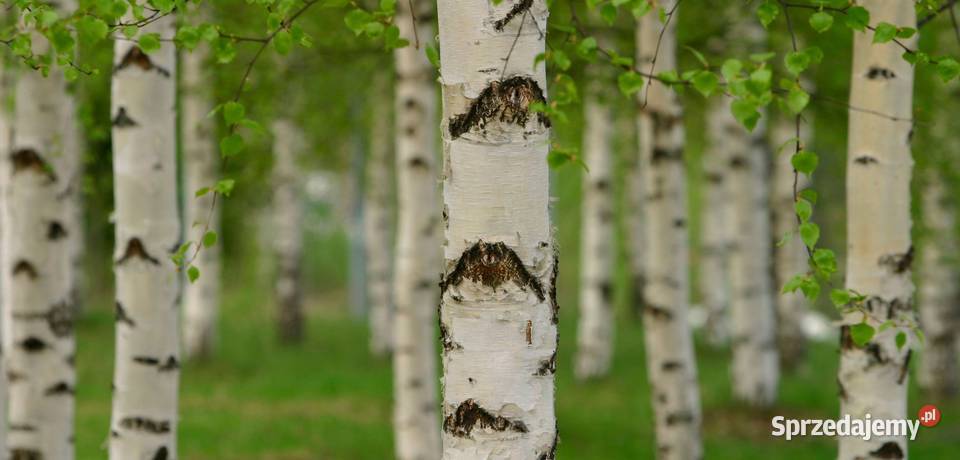 Sadzonki Brzozy Brodawkowatej Betula pendula