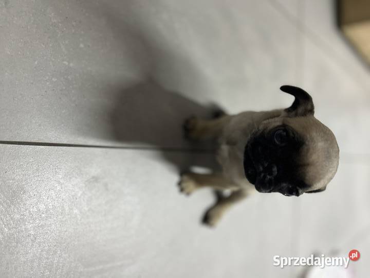 Mops mopsik Bolesławiec