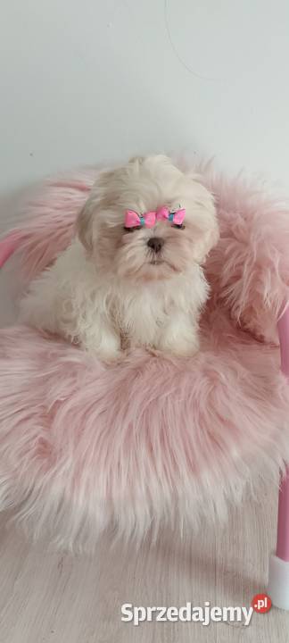 Przepiękna biała suczka rasy ShihTzu Namysłów