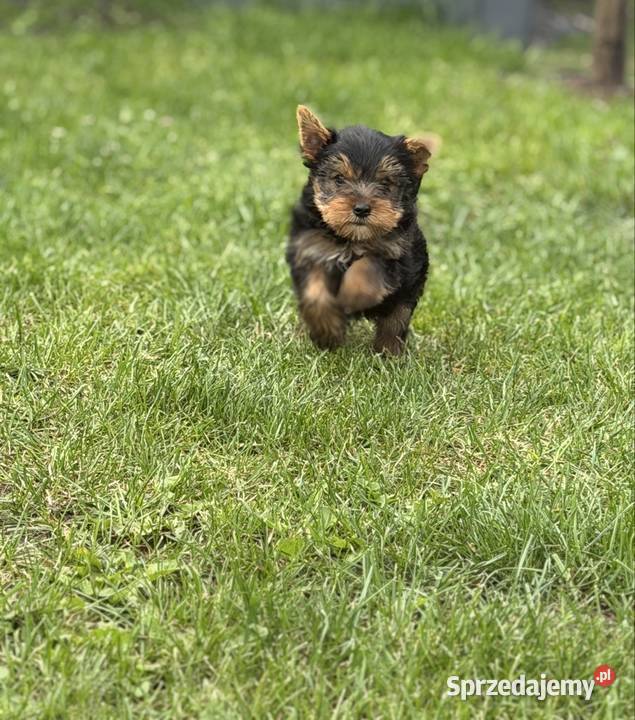 Yorkshire terrier piesek lubuskie Gorzów Wielkopolski