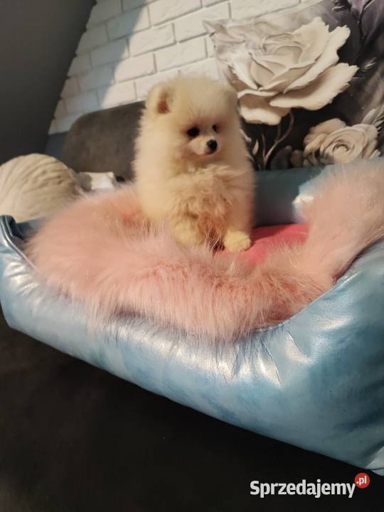 Pomeraniany suczki Bolesławiec