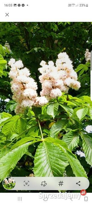 Kasztanowiec zwykły biały Żory