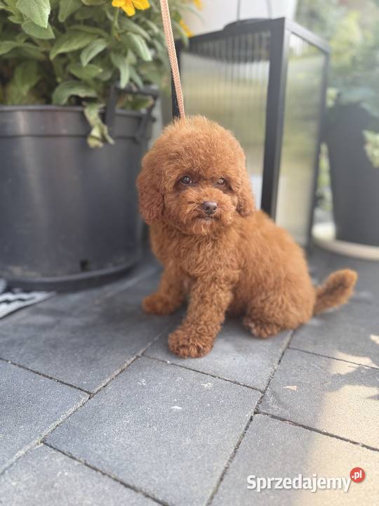 Pudel Toy piesek mocny kolor red Polanka Wielka