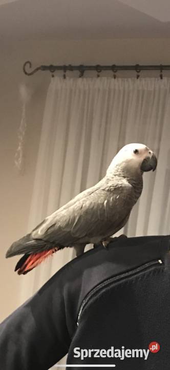 PAPUGA ŻAKO KONGIJSKA Syców