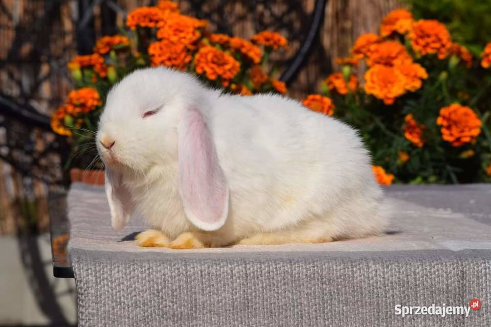 Króliczki mini lop karzełki hodowla mazowieckie Łochów sprzedam