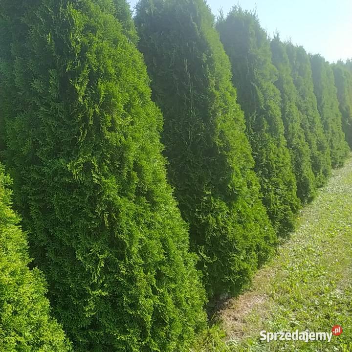 tuja szmaragd 5060 Ostrów-Osiedle