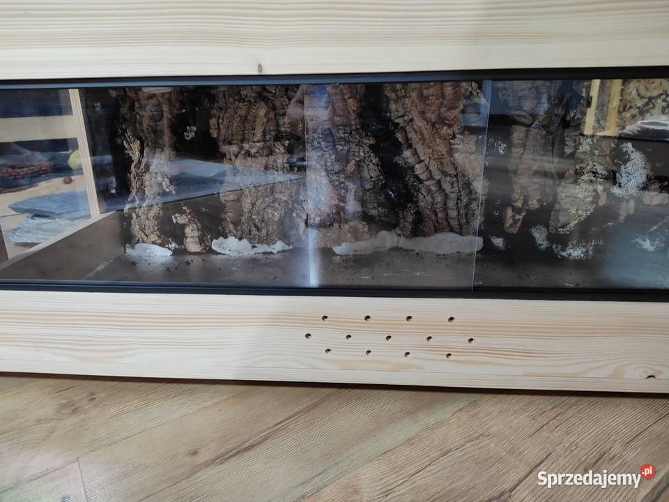 Promocja terrarium drewniane agama brodata gekon Siemianowice Śląskie