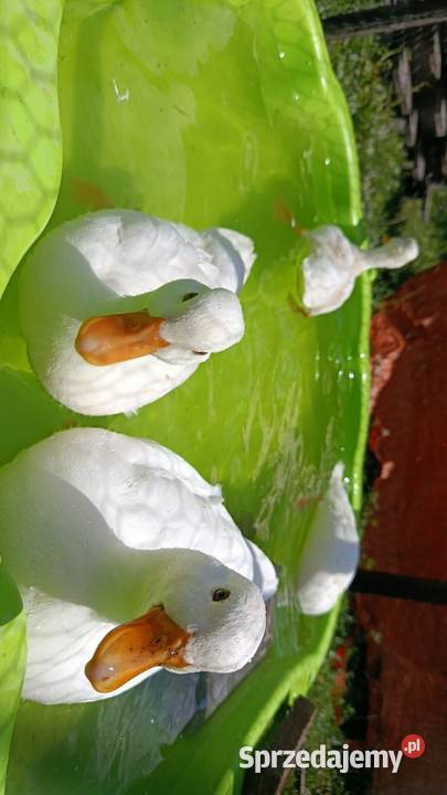 Kaczki call duck opolskie Januszkowice