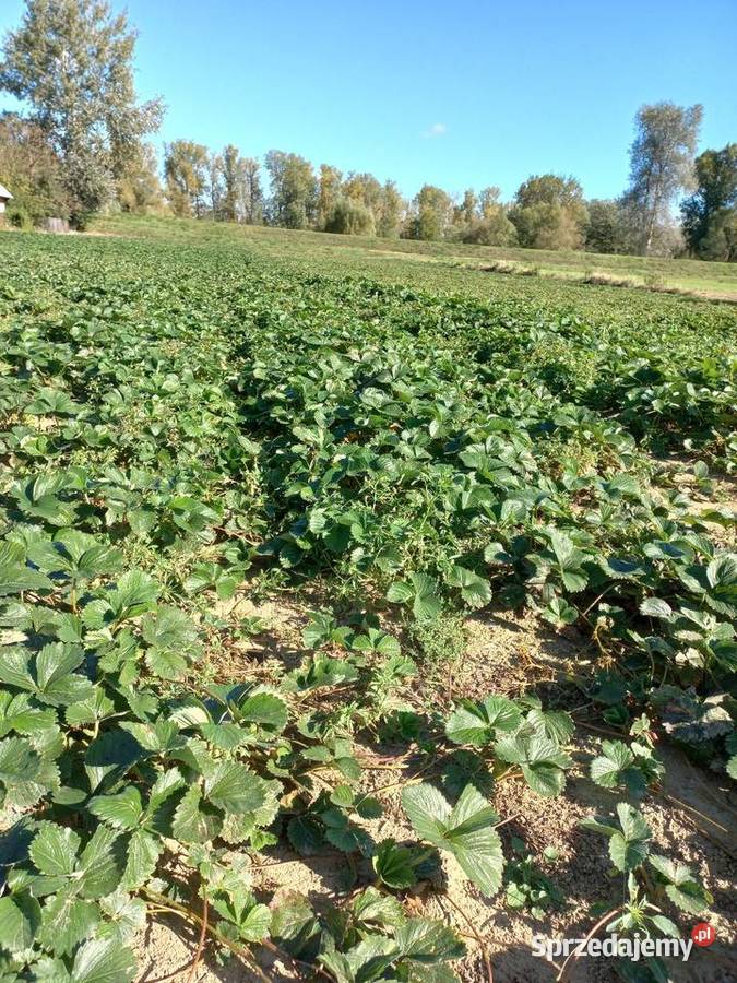 Truskawki sadzonki truskawek Tea Słubice sprzedam