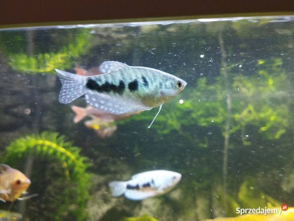 Gurami złote i marmurowe Ryby akwariowe rybki Wygoda sprzedam