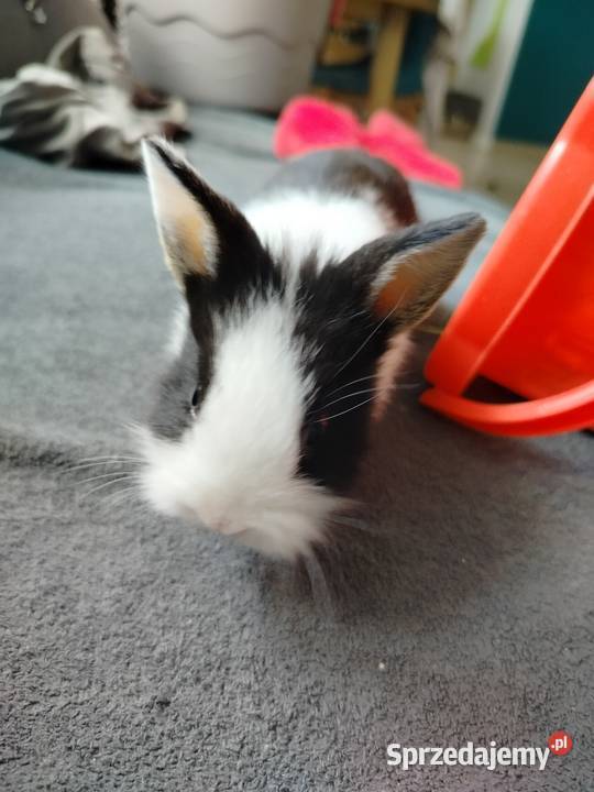 Króliki miniaturki karzełki i Teddy Toruń