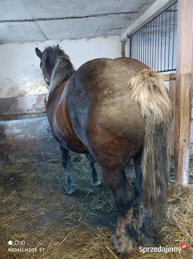 Klacz zrebna mazowieckie sprzedam