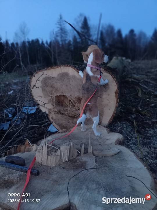 Sprzedam topolę Szypliszki