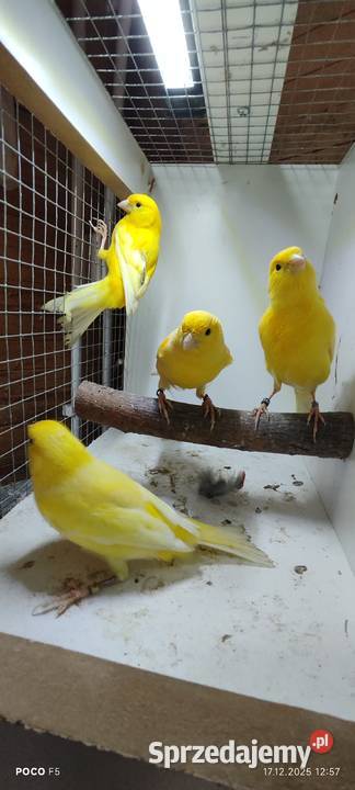 Sprzedam kanarki Jeżowa sprzedam