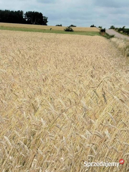 Działka z lasem i sadzawką teren z potencjałem Sokółka sprzedam