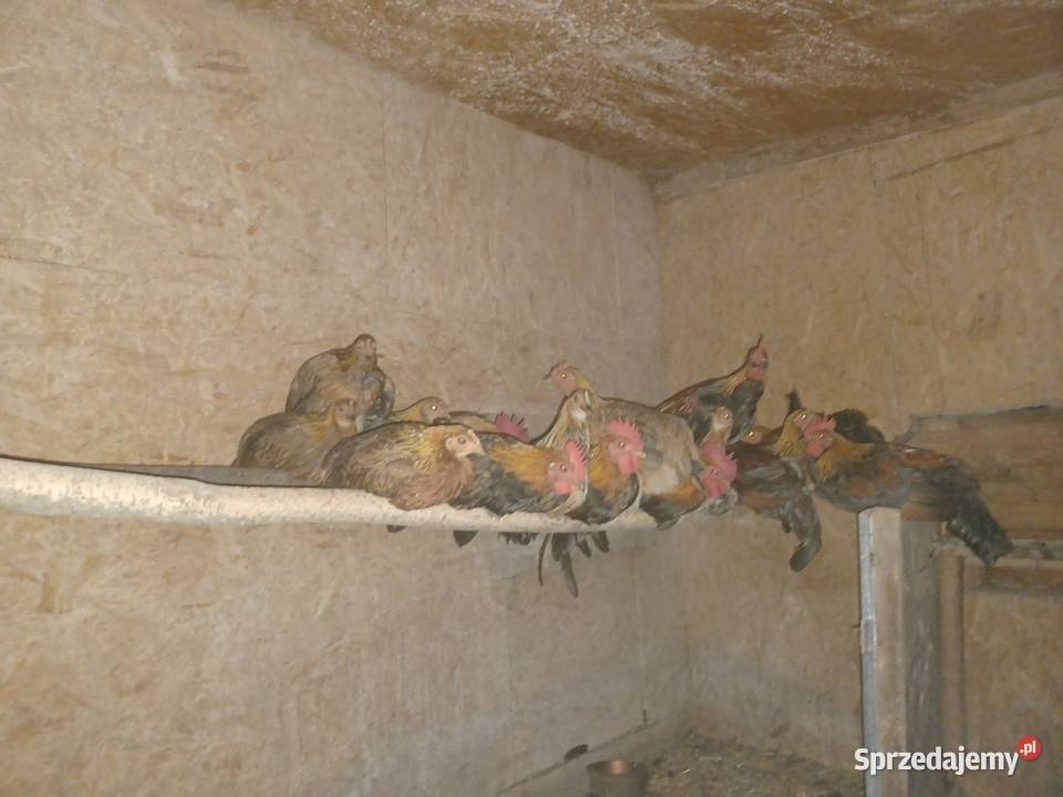 Karzelek Polski mazowieckie