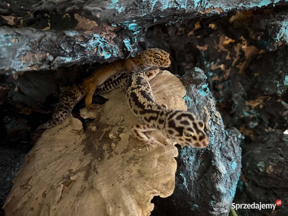 Gekon lamparci 2 samice plus terrarium